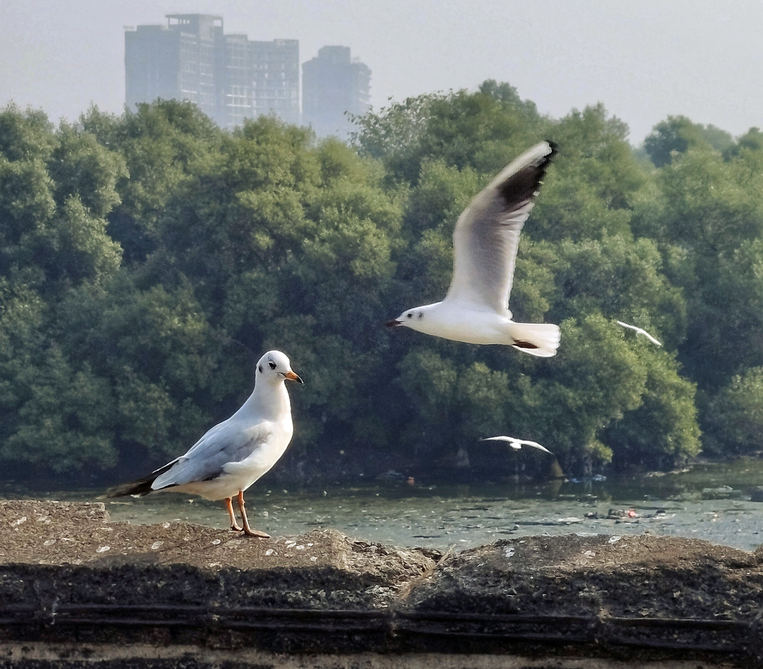 A seagull stands on a ledge while another flies towards it. Mangrove bushes and tall buildings are visible in the background.